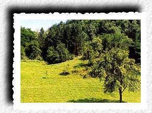 јасна полјана 2