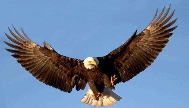 eagle