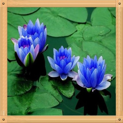10PC-Water-blue-lotus-seed-Hydroponic-flowers-small-water-lily-seeds-mini-lotus-seeds-bonsai-seeds